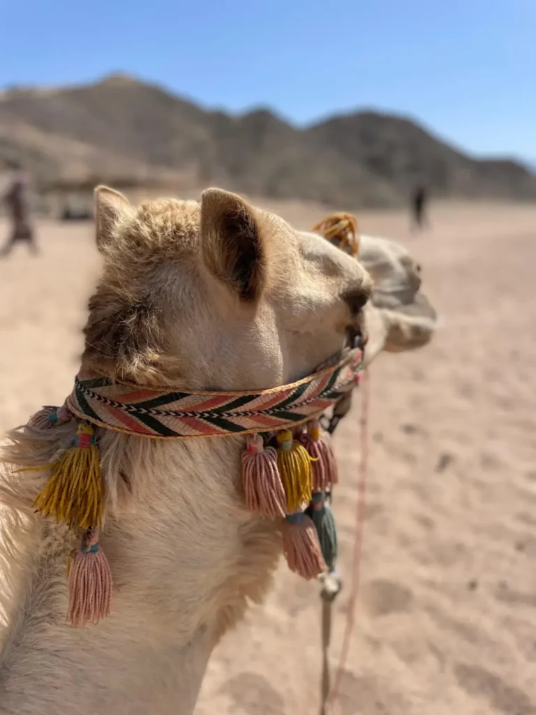 Desert safari near Hurghada