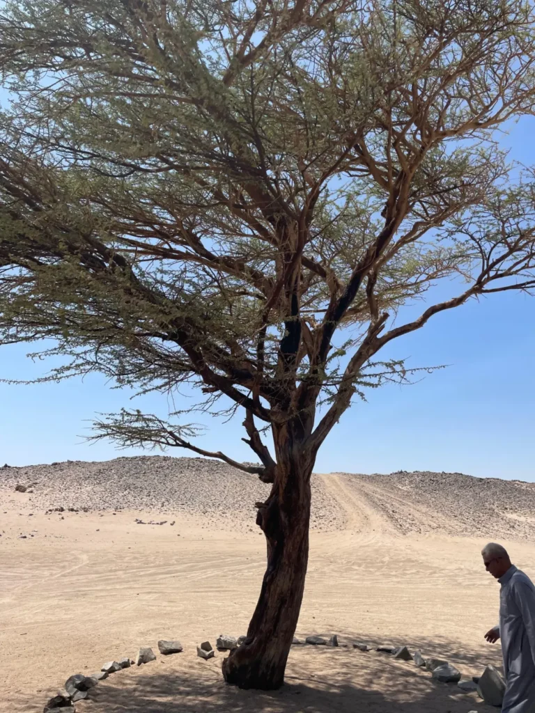 Desert safari near Hurghada
