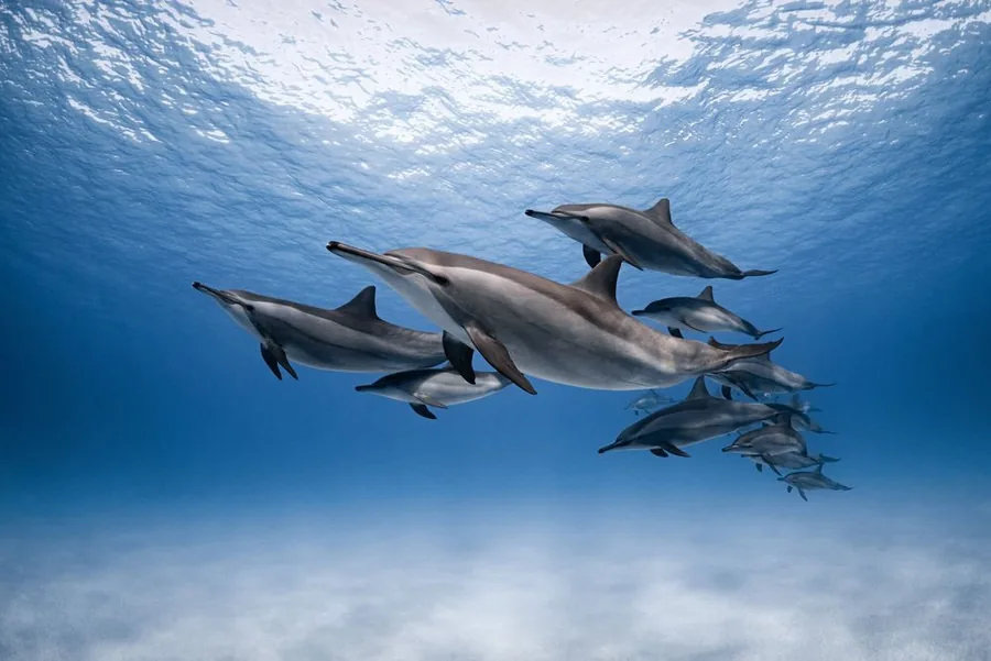 Dolphin House Hurghada