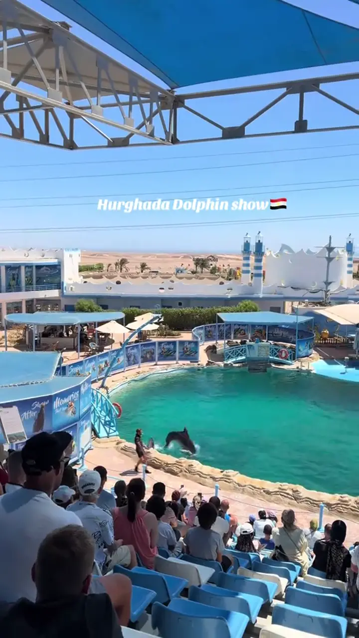 Dolphin Show: video from a real Triiptry trip